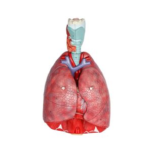 Gelsonlab демонстрационен модел от 7 части на гръден кош